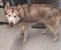 Shelter Stray Male Dog last seen Near BLOCK HENDRIE ST APT 1E, DETROIT, MI 48202, 7401 Chrysler Dr, Detroit, MI 48211, USA