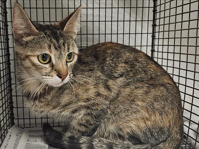 Shelter Stray Female Cat last seen , 14409 Vanowen St, Van Nuys, CA 91405, USA