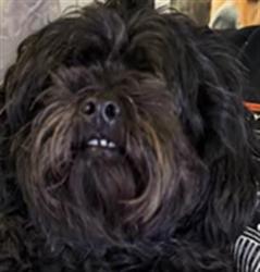Shelter Stray Female Dog last seen , 1850 W 60th St, Los Angeles, CA 90047, USA