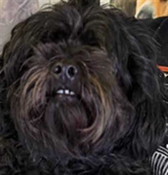 Shelter Stray Female Dog last seen , 1850 W 60th St, Los Angeles, CA 90047, USA