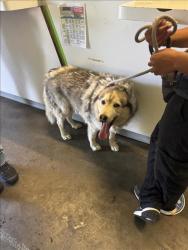 Shelter Stray Male Dog last seen , 1850 W 60th St, Los Angeles, CA 90047, USA