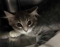 Shelter Stray Female Cat last seen , West Valley Animal Shelter, 20655 Plummer St, Chatsworth, CA 91311, USA