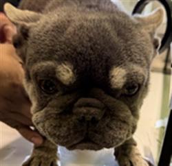 Shelter Stray Female Dog last seen , 1850 W 60th St, Los Angeles, CA 90047, USA