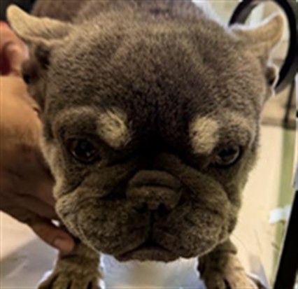 Shelter Stray Female Dog last seen , 1850 W 60th St, Los Angeles, CA 90047, USA