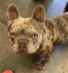 Shelter Stray Male Dog last seen , 1850 W 60th St, Los Angeles, CA 90047, USA