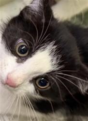 Shelter Stray Male Cat last seen , 1850 W 60th St, Los Angeles, CA 90047, USA