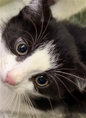 Shelter Stray Male Cat last seen , 1850 W 60th St, Los Angeles, CA 90047, USA