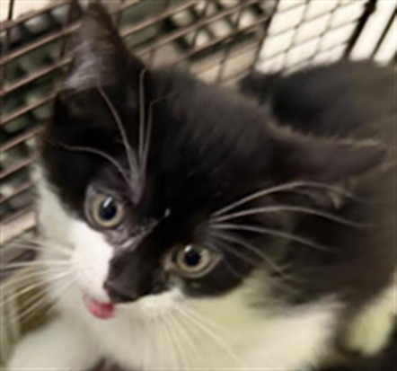 Shelter Stray Male Cat last seen , 1850 W 60th St, Los Angeles, CA 90047, USA