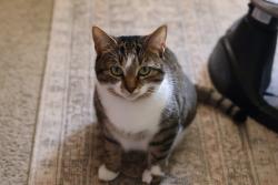 Lost Female Cat last seen Bellaire and Nordale, Dayton, OH 45420