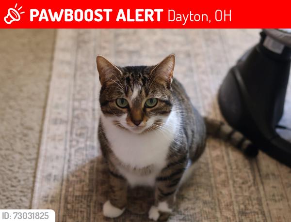 Lost Female Cat last seen Bellaire and Nordale, Dayton, OH 45420