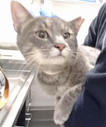 Shelter Stray Male Cat last seen , 1419 Bryant St, San Francisco, CA 94103, USA