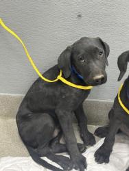 Shelter Stray Male Dog last seen N CHRISTY LN & E WASHINGTON AVE, 655 N Mojave Rd, Las Vegas, NV 89101, USA