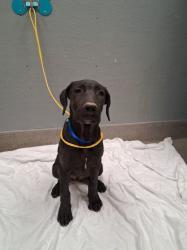 Shelter Stray Male Dog last seen N CHRISTY LN & E WASHINGTON AVE, 655 N Mojave Rd, Las Vegas, NV 89101, USA