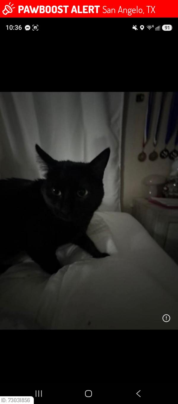 Lost Female Cat last seen Cactus lane and grape creek road, San Angelo, TX 76903