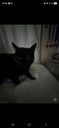 Lost Female Cat last seen Cactus lane and grape creek road, San Angelo, TX 76903