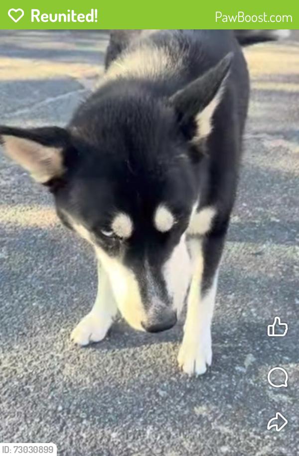 Reunited Female Dog last seen Timberlane , Hesperia, CA 92345