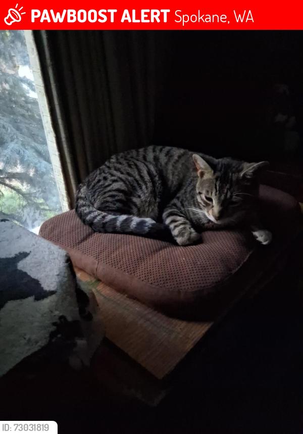 Lost Male Cat last seen N. Ash St. & Lacrosse Ave., Spokane, WA 99205