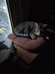 Lost Male Cat last seen N. Ash St. & Lacrosse Ave., Spokane, WA 99205