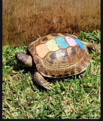 Lost Male Reptile last seen Lux ave castro valley, Castro Valley, CA 94546