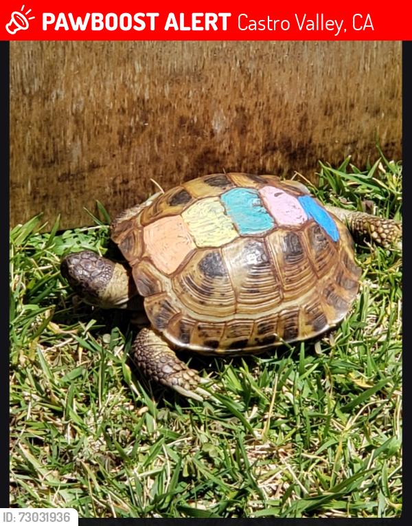 Lost Male Reptile last seen Lux ave castro valley, Castro Valley, CA 94546