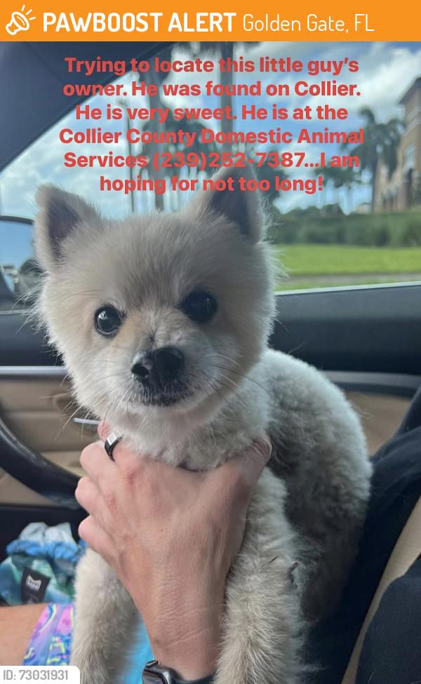 Found/Stray Male Dog last seen Collier and City Gate, Golden Gate, FL 34116