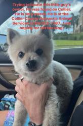 Found/Stray Male Dog last seen Collier and City Gate, Golden Gate, FL 34116