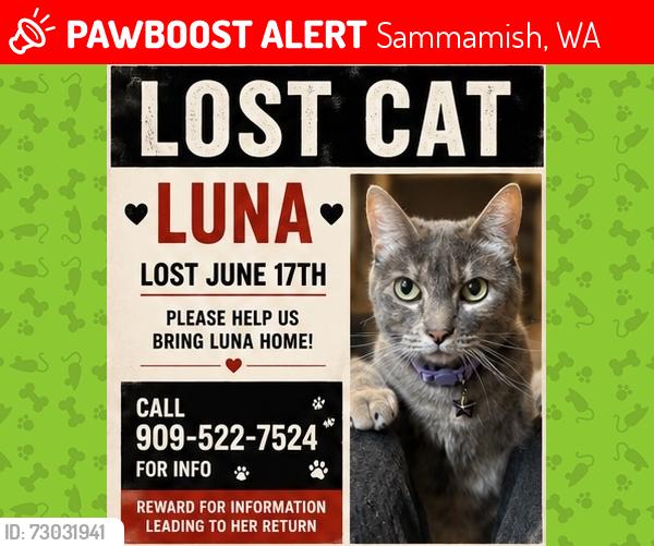 Lost Female Cat last seen NE INGLEWOOD HILL RD, NE 16TH ST, Sammamish, WA 98074