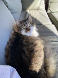 Lost Male Cat last seen S Wishon Ave, Hanford, CA 93230
