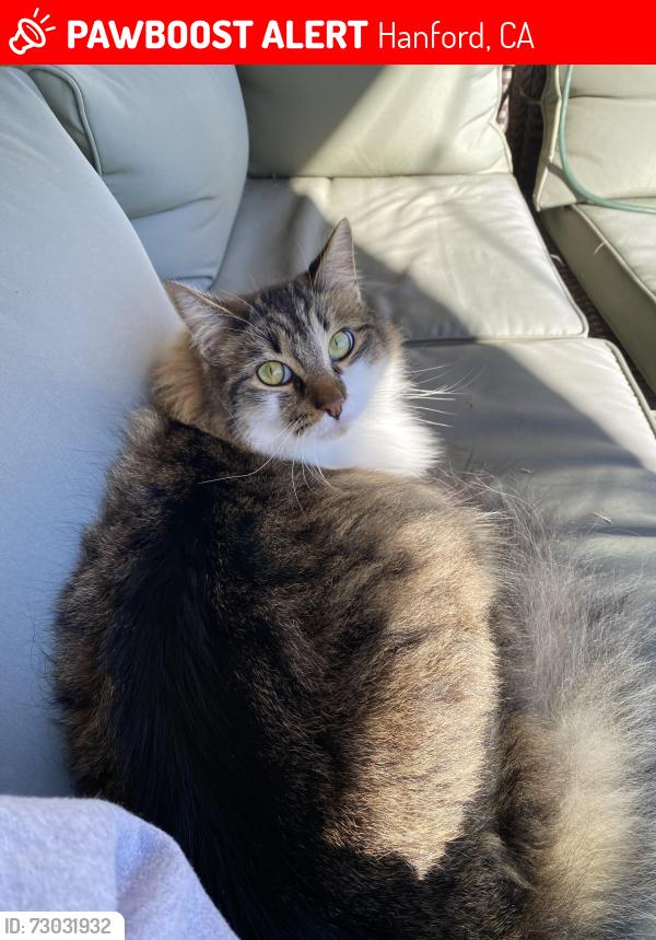 Lost Male Cat last seen S Wishon Ave, Hanford, CA 93230