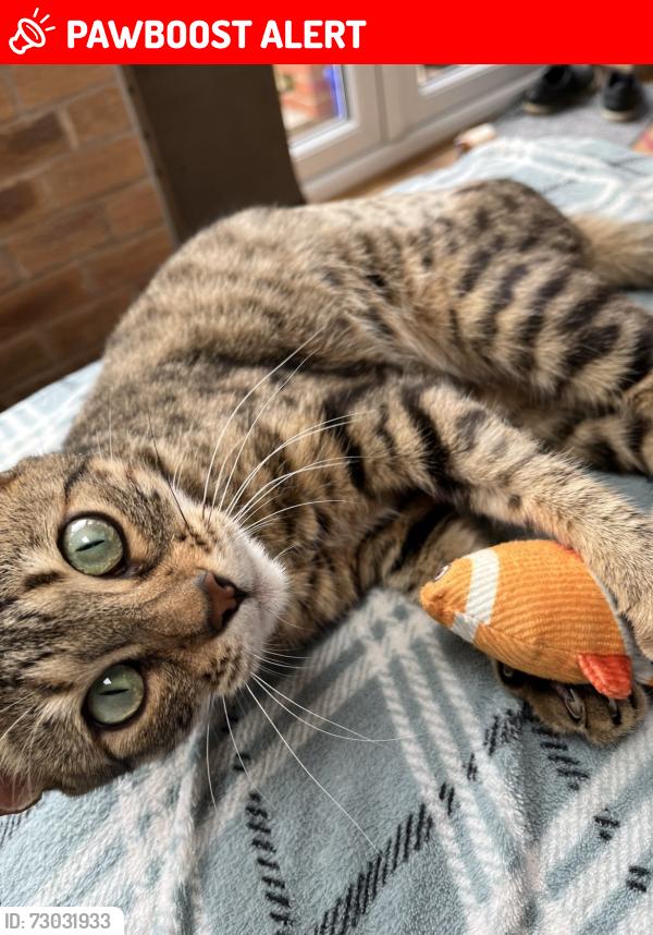 Lost Female Cat last seen Rose Garth Close to Spital Brook Close, Derbyshire, England S41 0GE