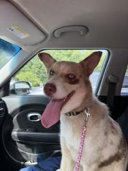 Reunited Female Dog last seen Near Austin Dr, Charlotte, NC 28213, Charlotte, NC 28213