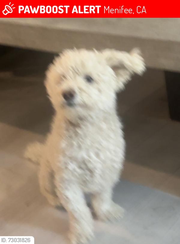 Lost Male Dog last seen Quartz ranch Menifee CA, Menifee, CA 92586