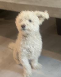 Lost Male Dog last seen Quartz ranch Menifee CA, Menifee, CA 92586