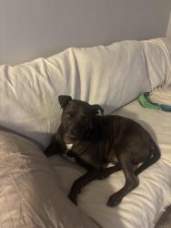 Reunited Male Dog last seen Mount Carol Drive, San Diego, CA 92117