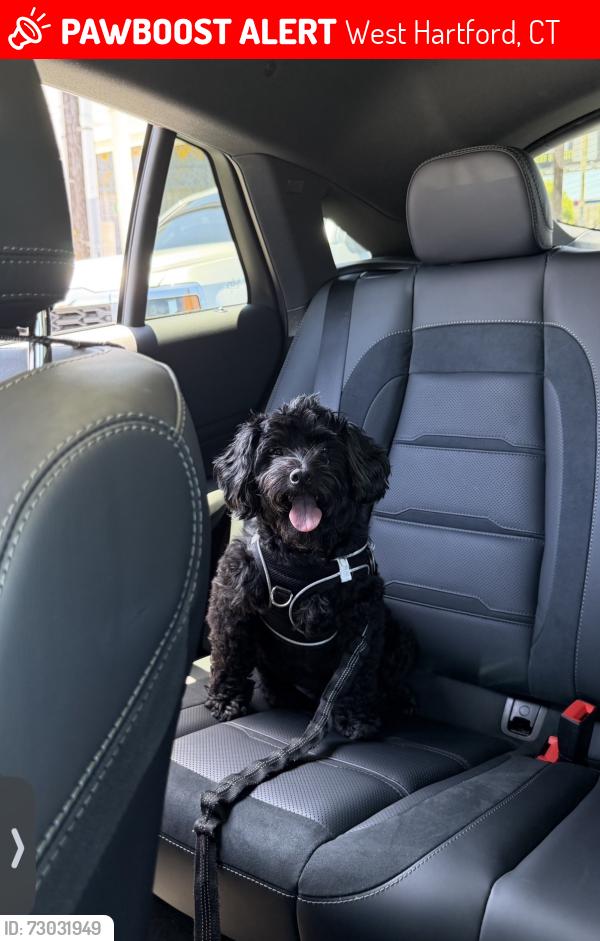 Lost Male Dog last seen Near elmhurst street west hartford, West Hartford, CT 06110