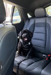 Lost Male Dog last seen Near elmhurst street west hartford, West Hartford, CT 06110