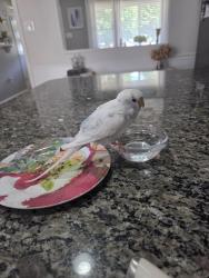 Found/Stray Unknown Bird last seen Brookside Drive, Egg Harbor twp, NJ, Egg Harbor Township, NJ 08234