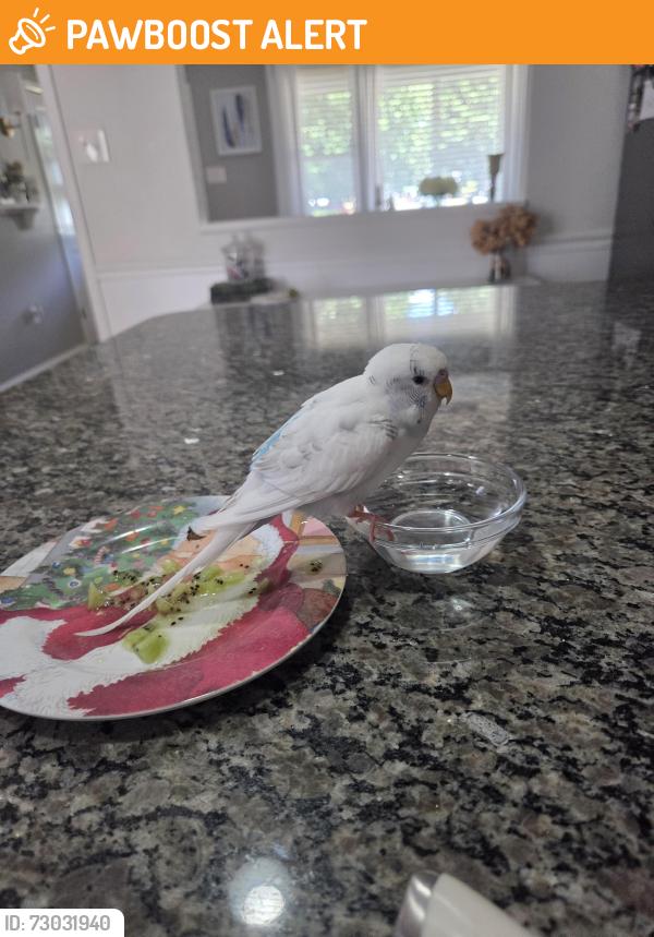 Found/Stray Unknown Bird last seen Brookside Drive, Egg Harbor twp, NJ, Egg Harbor Township, NJ 08234