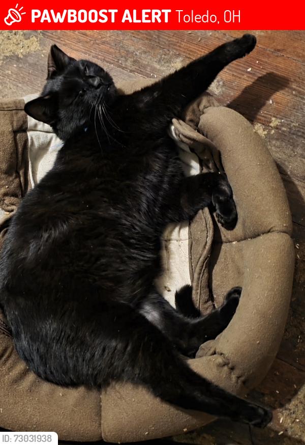 Lost Male Cat last seen Bush St, Toledo, OH 43604