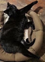 Lost Male Cat last seen Bush St, Toledo, OH 43604