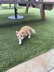 Found/Stray Unknown Cat last seen The Decoy, Houston, TX 77055