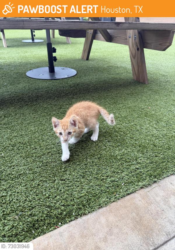 Found/Stray Unknown Cat last seen The Decoy, Houston, TX 77055