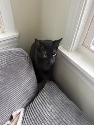 Found/Stray Male Cat last seen Near Meyer rd in fromt of leasing office door, Amherst, NY 14226