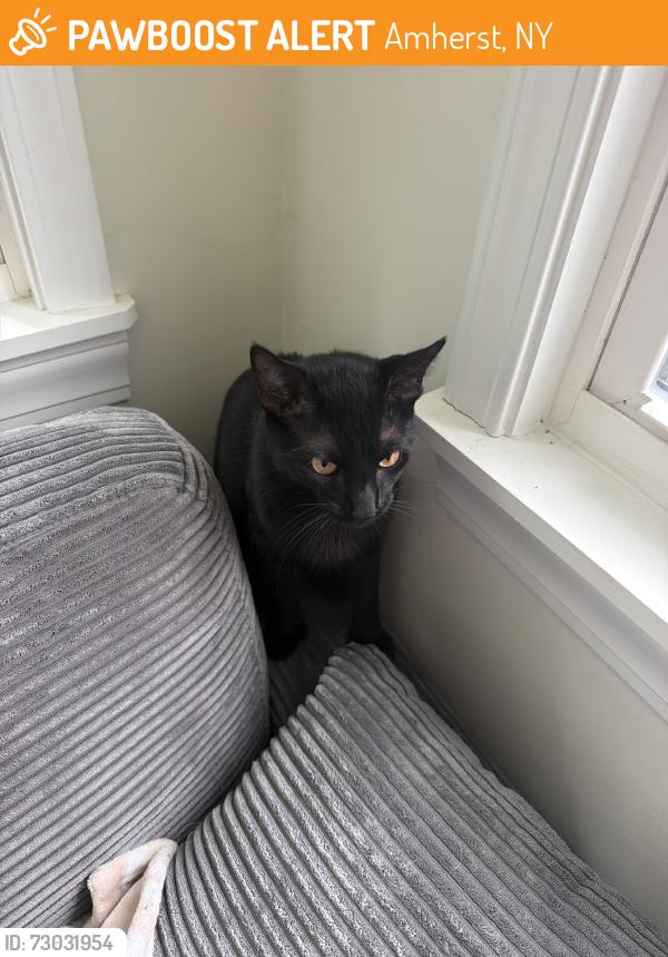 Found/Stray Male Cat last seen Near Meyer rd in fromt of leasing office door, Amherst, NY 14226