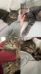 Lost Male Cat last seen pine tree, Fort Worth, TX 76244