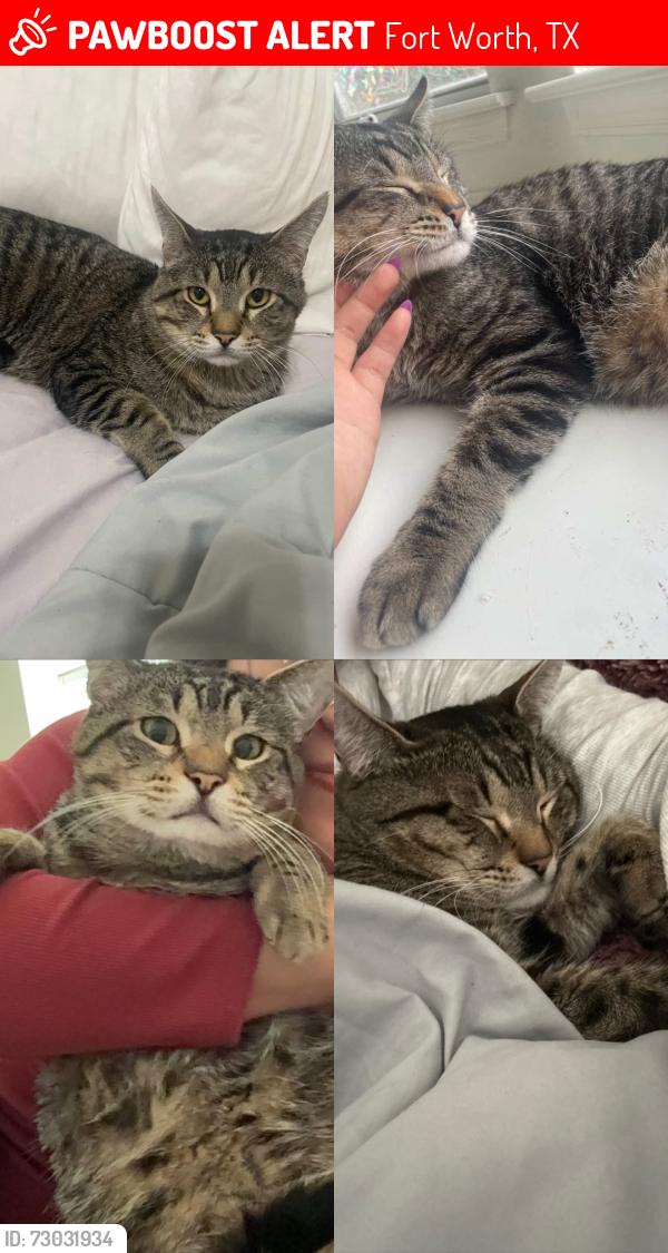 Lost Male Cat last seen pine tree, Fort Worth, TX 76244