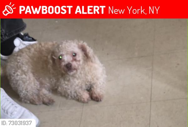 Lost Female Dog last seen Ave b Brooklyn ny 11236, New York, NY 10009