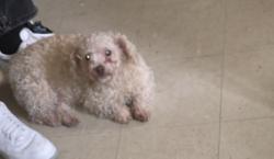 Lost Female Dog last seen Ave b Brooklyn ny 11236, New York, NY 10009