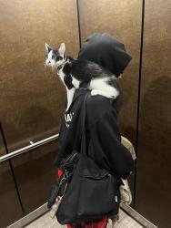 Lost Female Cat last seen Near summer arbor circle, Rosenberg, TX 77469