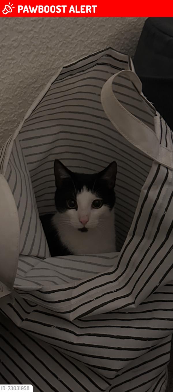 Lost Male Cat last seen rathdrum street, Belfast, Northern Ireland BT9 7EZ